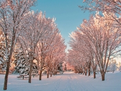 Snowy Park Winter Wonderland 