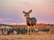 Deer Posing At Sunrise