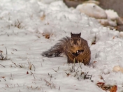 Snowy Winter Squirrel