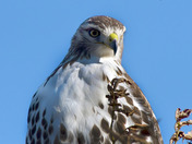 Redtailed Hawk