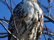Redtailed Hawk