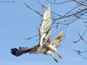 Redtailed Hawk