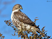 Redtailed Hawk