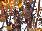 Long Eared Owl