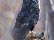 Long Eared Owl