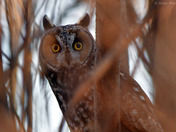 Long Eared Owl