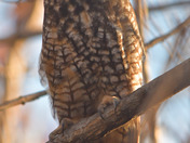 Long Eared Owl