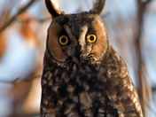 Long Eared Owl