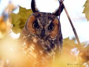 Long Eared Owl
