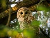 Barred Owl