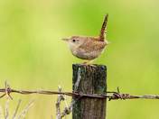 House Wren
