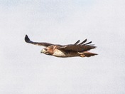 Red-Tail Hawk 