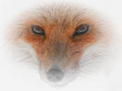 Fox Eyes