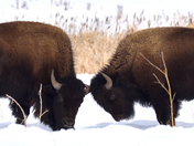 Bison Sparing