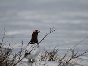 Adult male willow ptarmigan hiding among willow branches