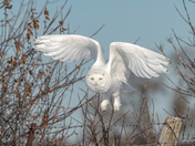 Snowy Owl 
