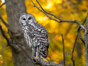 Barred Owl