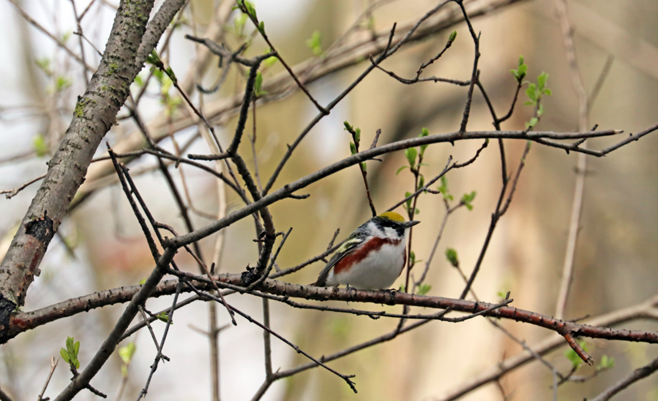 Chestnut Sided Warbler 