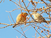 Just taking care of each other Corse Bills 