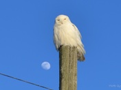 Snowy Owl