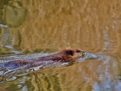 December swim up a creek.