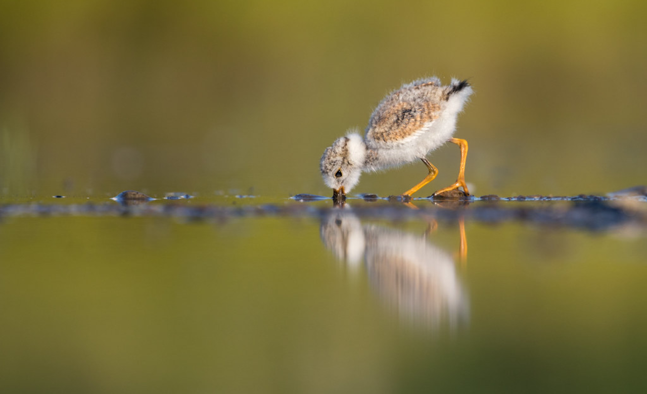 Piping Plover