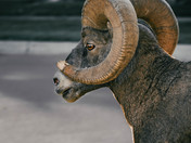 Big Horn Sheep