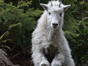 Curious Goat Kid