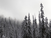 Snowy Forest