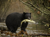 Bear with a Fish