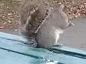 Squirrel