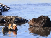 Beaver and Mandarin Duck
