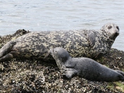 Harbour Seal's Mother & baby