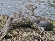 Harbour Seal's Mother & baby