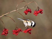 Black-capped Chickadee