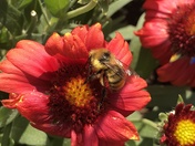Save Our Pollinators: Buzzing cities