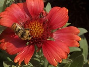 Save our pollinators: Pulsating beam of hope