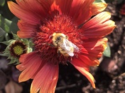 Save Our Pollinators: A ray of hope