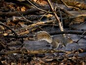 Running around in the frozen woods.