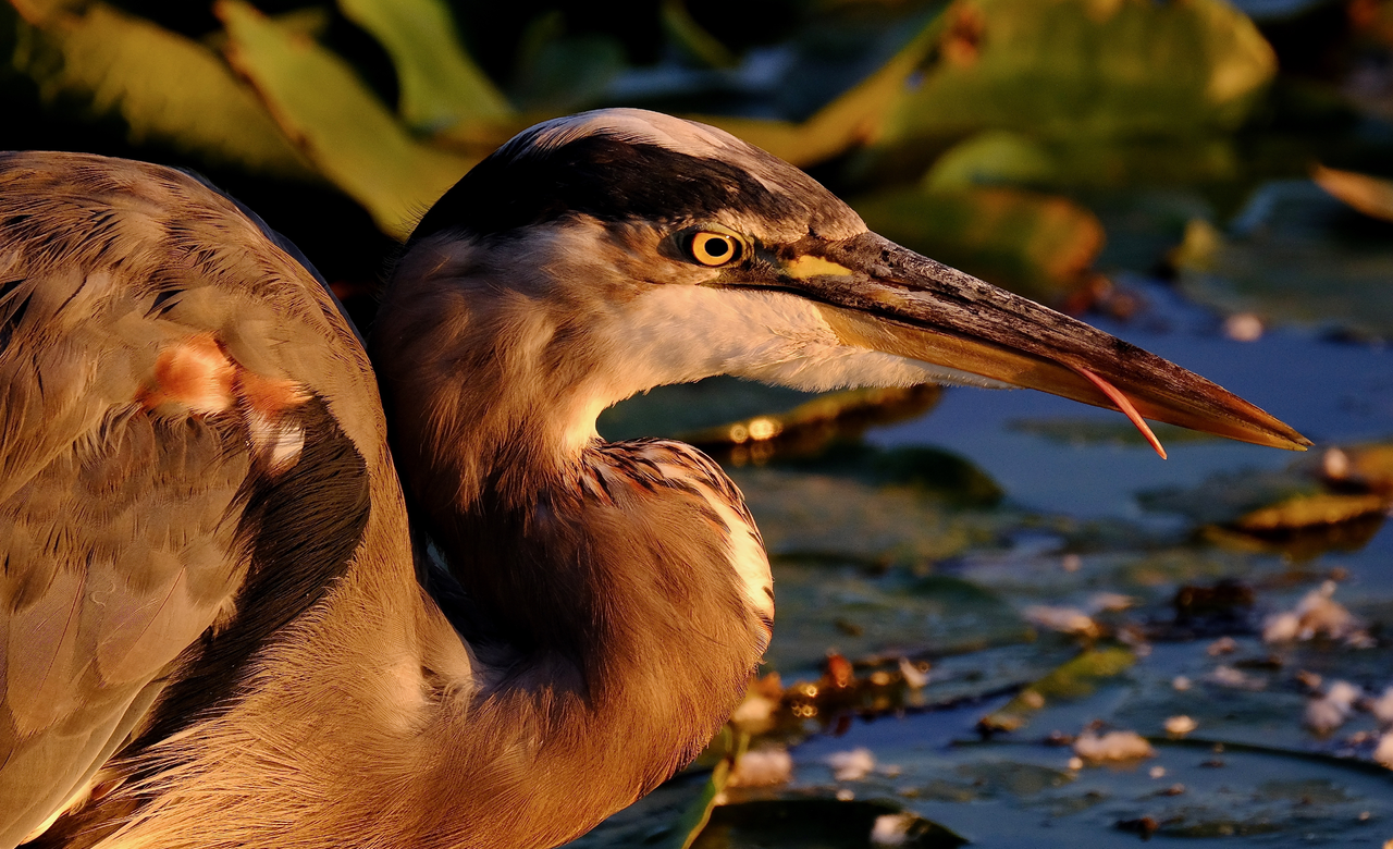Herons Have Tongues