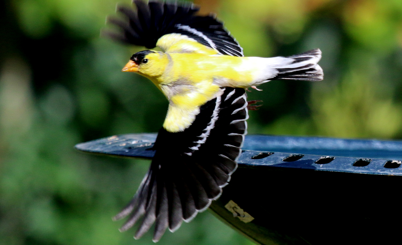 American Goldfinch