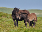 Mother and Foal On Sable Island National Park Reserve 