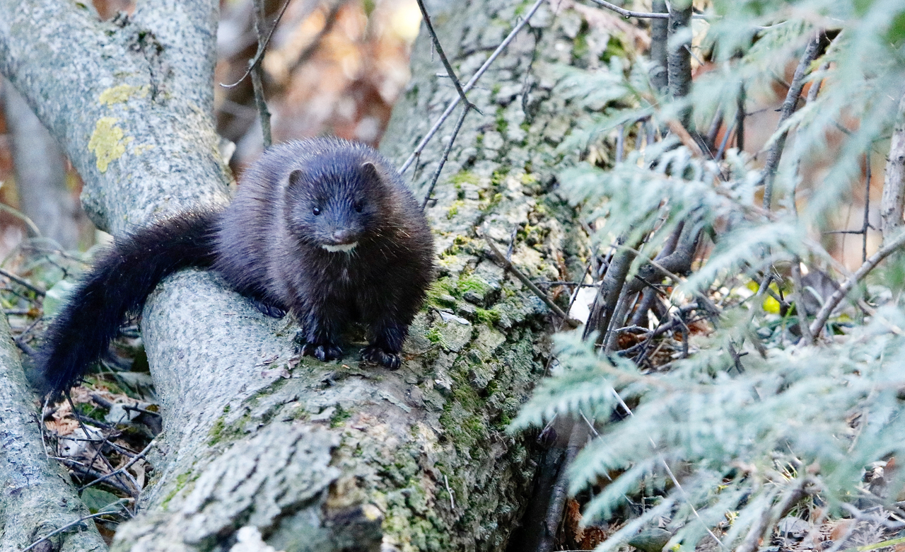 Mink