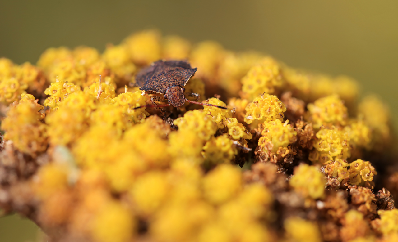 Brown bug