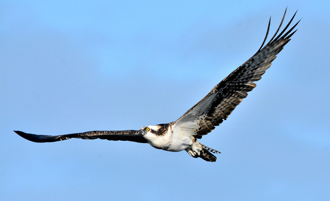 MAGNIFICENT      Osprey