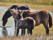 Sable Island Wild Horses