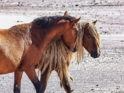 Sable Island Wild Horses