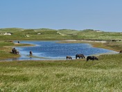 Sable Island Wild Horses