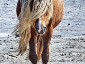 Sable Island Wild Horses