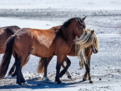 Sable Island Wild Horses